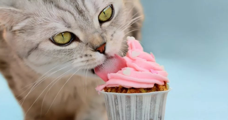 Почему котам нельзя давать сладкое?