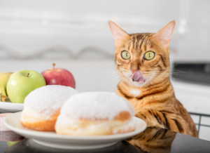 Почему котам нельзя давать сладкое?