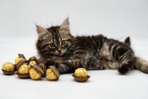 Почему котам нельзя давать сладкое?