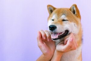 Почему собаки лижут человека?